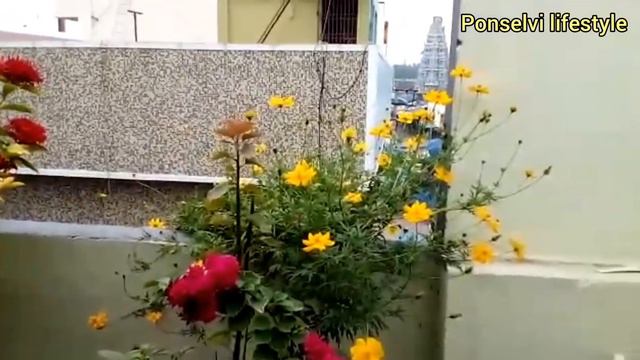 கஸமஸ வளரபபத எபபட? Cosmos plant care in Tamil terracegarden cosmos flowers gardening