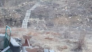 Рысь против собаки. Игра "в кошки мышки".