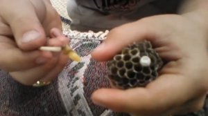 Очень опасно!!! Осы в улье!