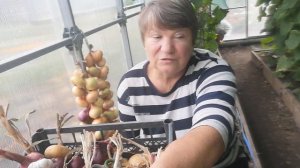 Как сплести косу из лука и чеснока на зимнее хранение.