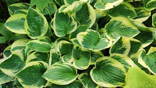 Хоста «Wide Brim», 20 июля 2023 года. смотреть онлайн