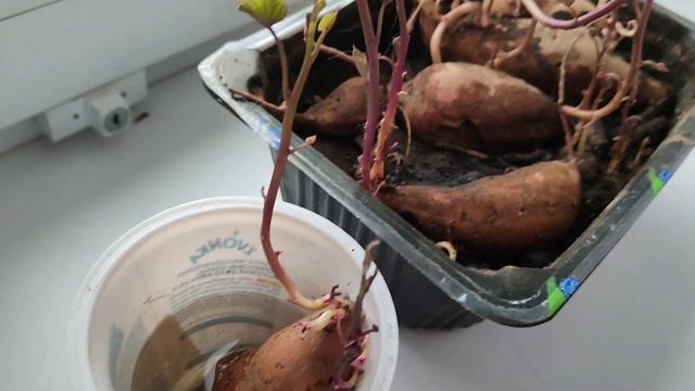 Проращивание батата на подоконнике в начале 2023г. Посадка на рассаду. Способы выращивания рассады. смотреть онлайн