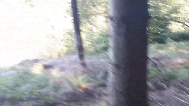 Грибы в лесах Германии! Лес засох! Pilze in Deutschland. смотреть онлайн