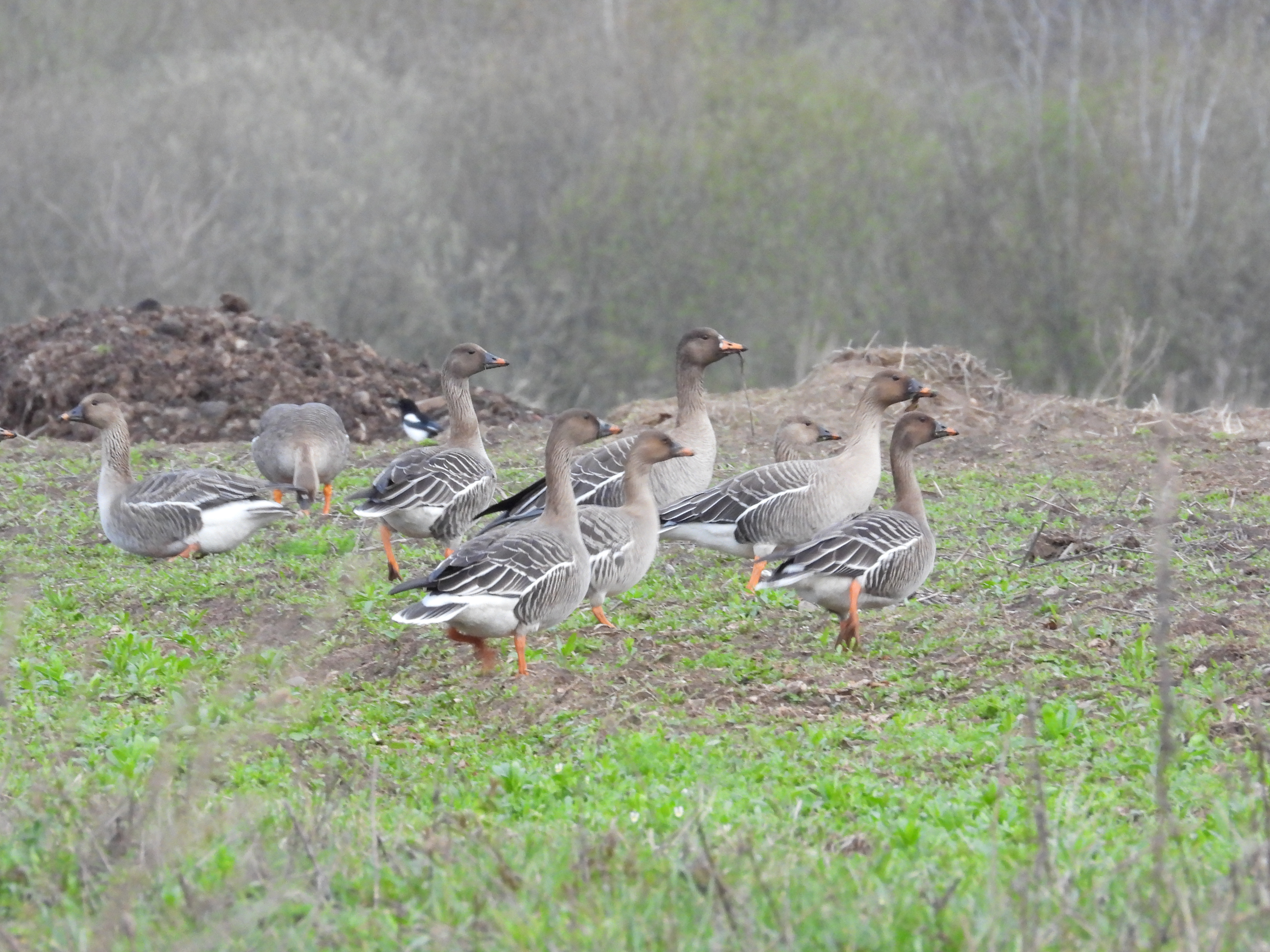 дикие Гуси, наблюдение птиц в Новгородской области, 28 апреля 2024