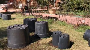 ПОСАДКА РОЗ НА ГАЗОН.
