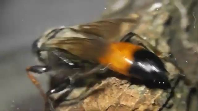 ИНСЕКТАРИЙ: 132. Сфекс Зубастый (Sphex Funerarius)