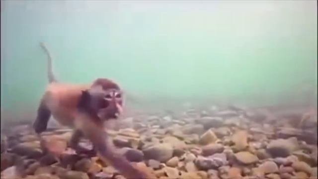 подводные поиски еды