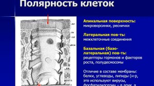 КЛАССИФИКАЦИЯ ТКАНЕЙ