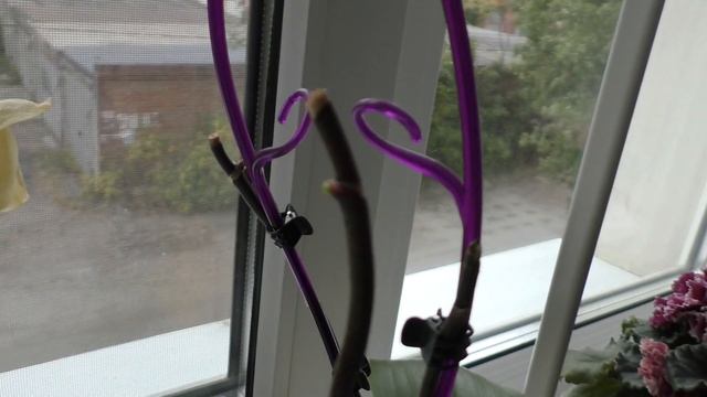 МОИ КОМНАТНЫЕ ЦВЕТЫ ОСЕНЬЮ смотреть онлайн