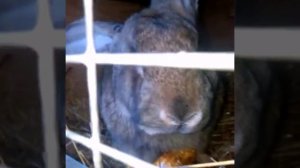 Кролик породы ( Фландр )