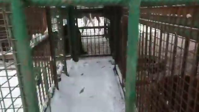 Киара, Эльза и мишки смотреть онлайн