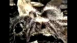 сколопендра в деле, сколопендра против скорпиона, тарантула, лягушки, шершня.