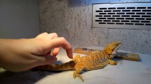 делаем укол бородатой агаме подкожно