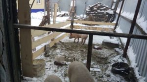 содержание свиней зимой в сарае