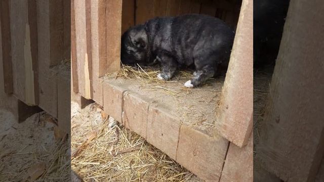 Щенки, отец алабай, мать овчарка. Две неделе смотреть онлайн