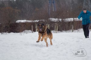 19.02.2022 г. Моя собака / Горохова Светлана и Ося