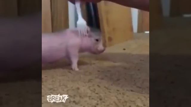 Как уложить поросёнка спать смотреть онлайн