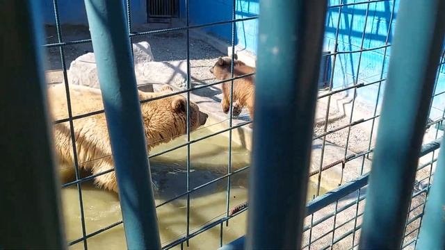 Часть 1.Влог.Ходили В Зоопарк В Манавгате.Zoopark.Zoo.Hayvanat Bahçe Manavgat Ta
