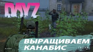 Выращивание каннабиса. Мод  "Drag diler"