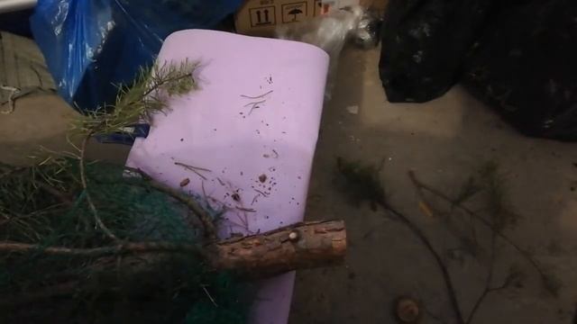 Как сохранить новогоднюю елку подольше / как продлить жизнь новогодней ели смотреть онлайн