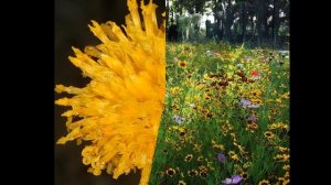 КОСМИДИУМ (COSMIDIUM) сем. Астровые