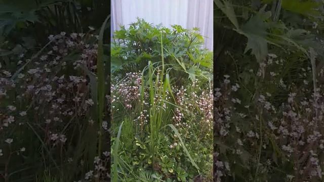 Камнеломка многолетняя