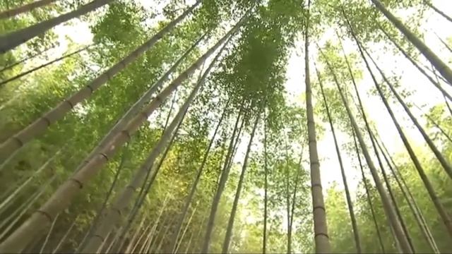 Best Air Freshener To Eliminate Home Odor | Top 10 Best Long-lasting Air Fresheners смотреть онлайн