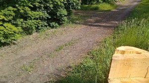 Действительно большие деревья в России почему то не старше 300 лет...