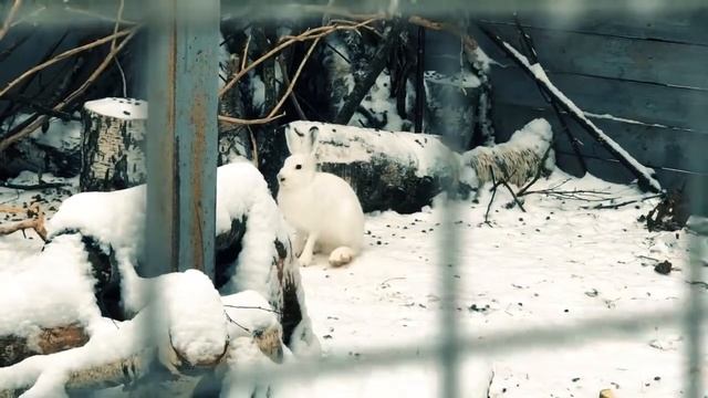 Зайчики в ЭПЦ "Русский быт" смотреть онлайн