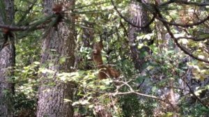 Косули у Михайловского источника в Крыму