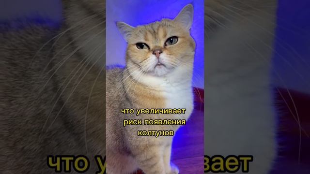 Почему не стоит стричь кошек? Часть 2 ❌✂️