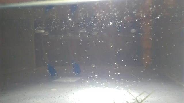 Разведение кардиналов. смотреть онлайн