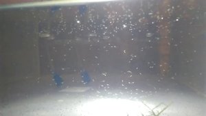 Разведение кардиналов.