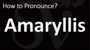 How to Pronounce Amaryllis? (CORRECTLY)