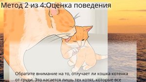 Как определить возраст котенка