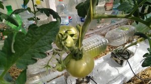 Выращивание томатов на гидропонике. 2 месяца от всходов.