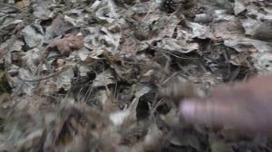 Поиск Грибов по ЗАПАХУ ..главное НЕ ЗАДОХНУТЬСЯ? ..глубоко не вдыхать ?