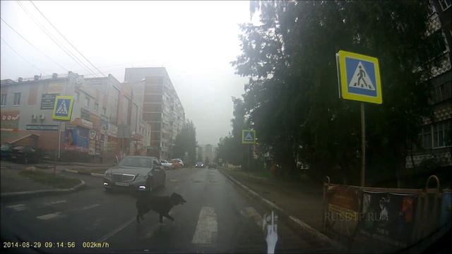 Блохозавр смотреть онлайн