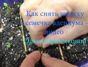 Как снять шелуху с семечка Адениума?