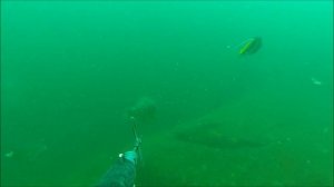 Spearfishing big Grouper Goa 2017. Подводная охота январь 2017