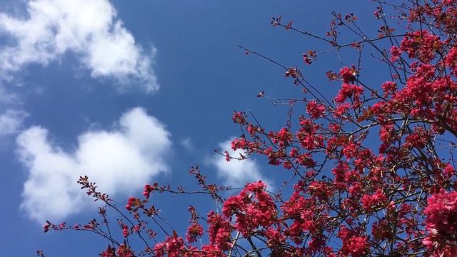 Crab apple (Malus 'Rudolph') - side of canopy - April 2019 смотреть онлайн