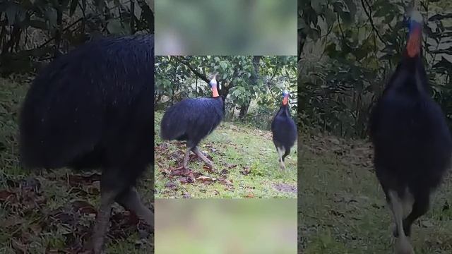 Казуар??? смотреть онлайн