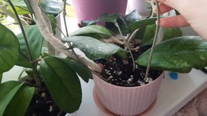 /Хойи/Обзор коллекции хой/Часть 2/☘💓