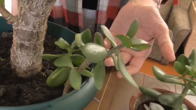 Денежное дерево . Спасаем красулу древовидную . ч. 4. смотреть онлайн