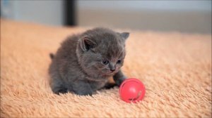 Британская короткошёрстная кошка