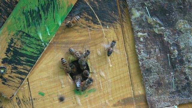 Мои места установки ловушек.Цветет рапс,пчелы исправляют ловушку, увеличивают леток. смотреть онлайн