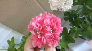 Плющелистная пеларгония Пинк Чарт и Айс Роуз