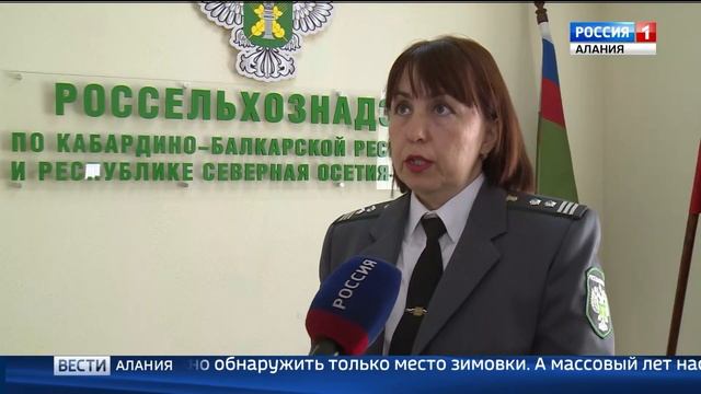 Во Владикавказе появился коричнево мраморный клоп смотреть онлайн