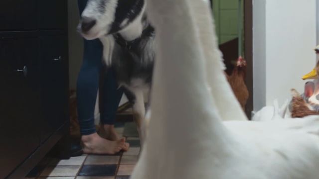 Доставка продуктов прямо с фермы к вашему столу смотреть онлайн