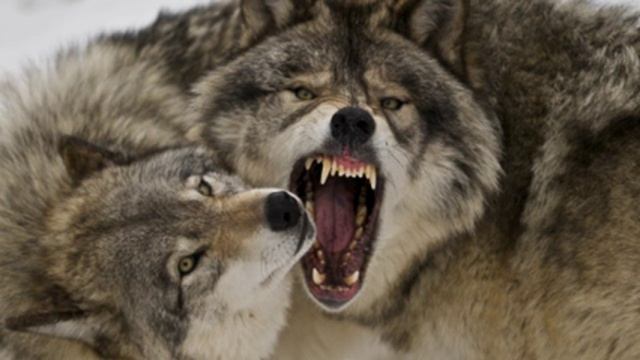 Волки и человек (рассказывают биологи Анна Шубкина и Юлий Губарь) смотреть онлайн